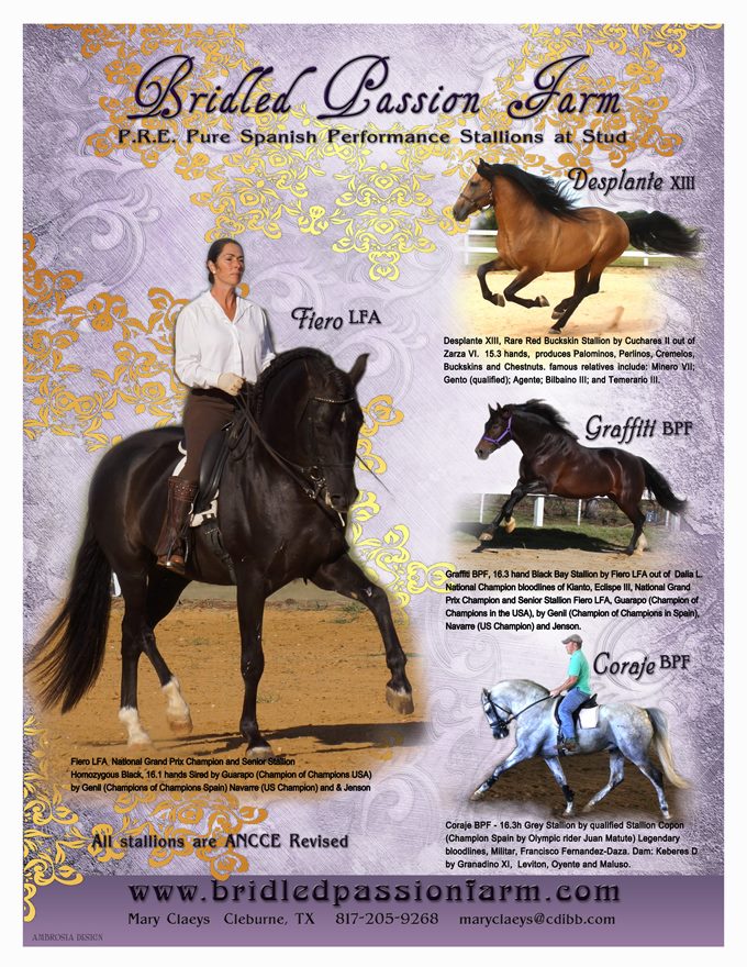 Andalusian Stallions